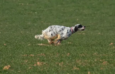 Galene-de-la-Plume-du-Pevele