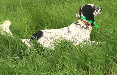 M-de-la-Plume-du-Pevele