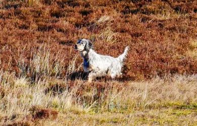 Miss-de-la-Plume-du-Pevele