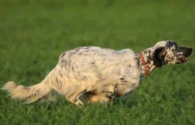 Modjo-de-la-Plume-du-Pevele