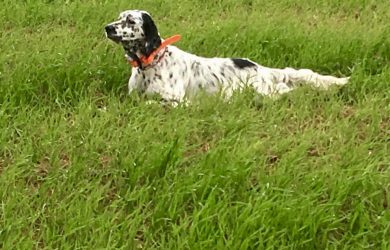 Mustang-de-la-Plume-du-Pevele