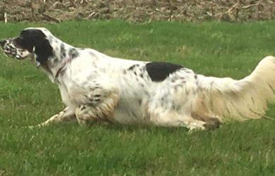 Optimus-de-la-Plume-du-Pevele