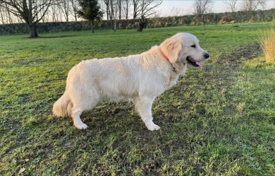 Parents-golden09-scaled