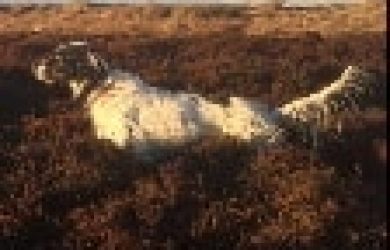 TN200_chiens-Setter-anglais-9d73d893-32c0-c2f4-0dc1-d0c2c97527d4_min