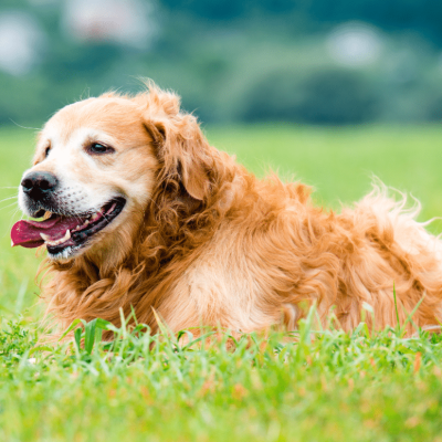 Pension canine et féline
