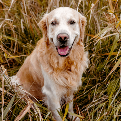 Découvrez nos chiots Golden Retriever à Nomain, issus de lignées sélectionnées.