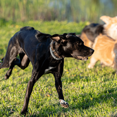 grass-2025-03-16-17-24-10-utc_batcheditor_fotor