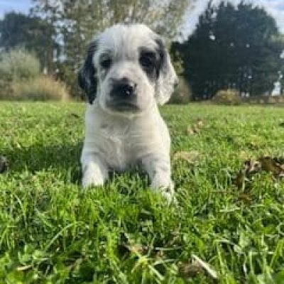 Chiots Setter anglais