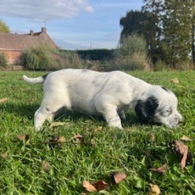 Chiots Setter anglais à Nomain, issus de lignées sélectionnées.
