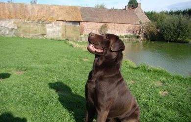 imgi_7_labrador-retriever