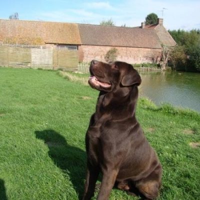 imgi_7_labrador-retriever