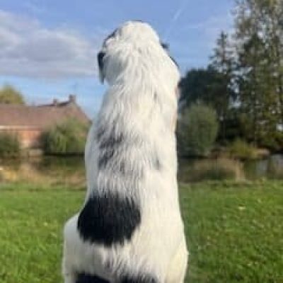 Chiots Setter anglais