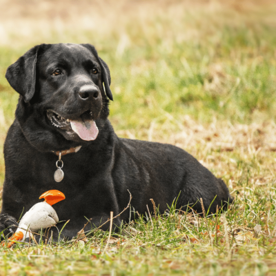Labrador Retriever, mâle noir
