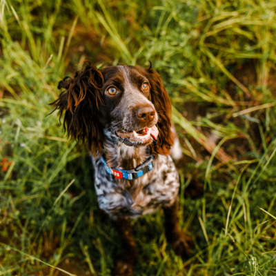 russian-brown-spaniel-lying-in-green-grass-in-a-fi-2025-09-25-15-48-56-utc_batcheditor_fotor